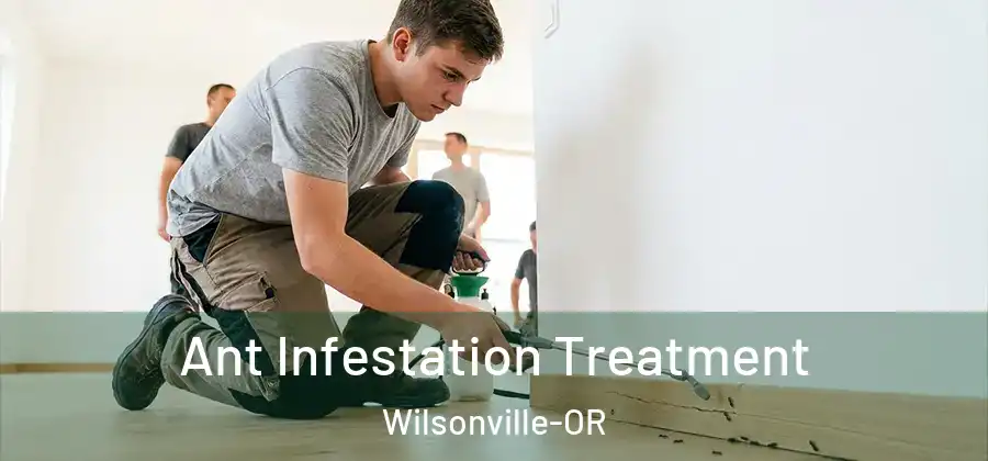  Ant Infestation Treatment Wilsonville-OR