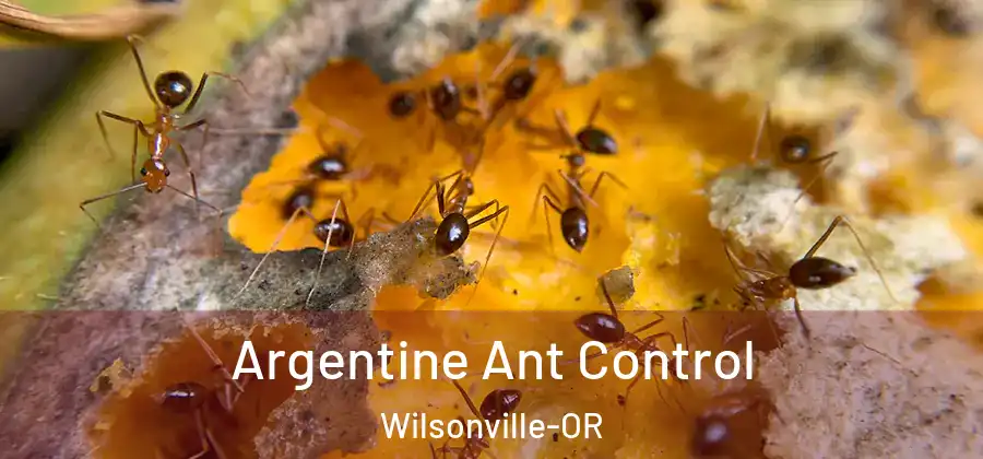 Argentine Ant Control Wilsonville-OR