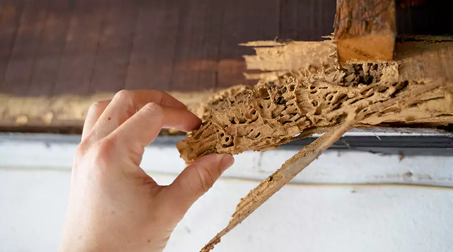 Why Termite Damage Can Be Costly If Left Untreated