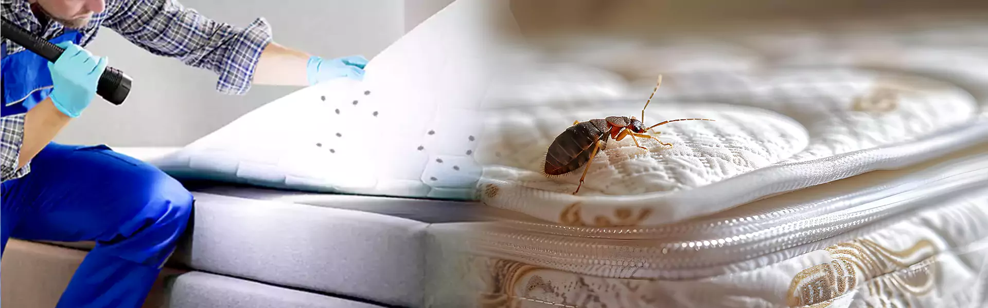 Bed Bug Treatment Cost
