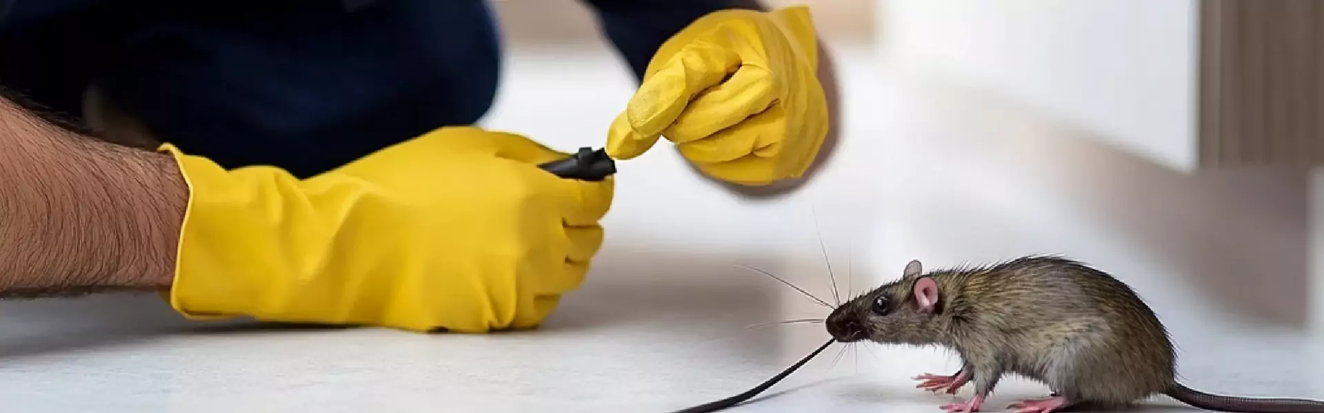 Mouse Removal Service