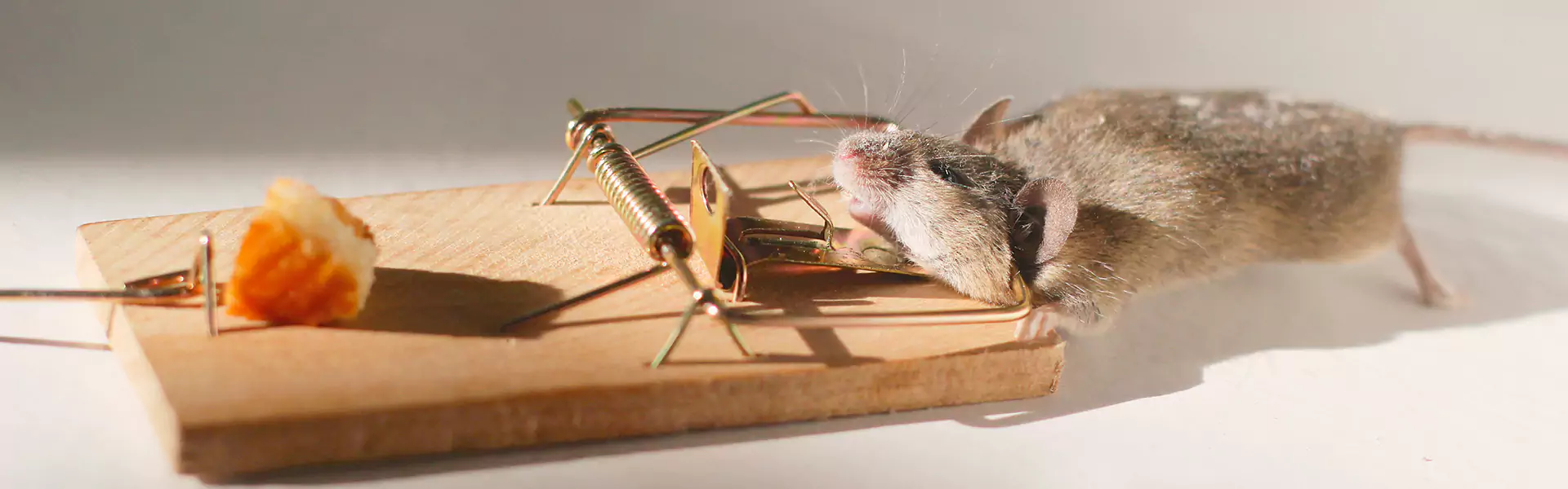 Rat Control Cost