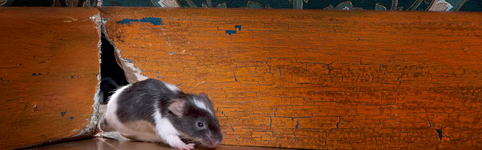 Rats in Attic Removal