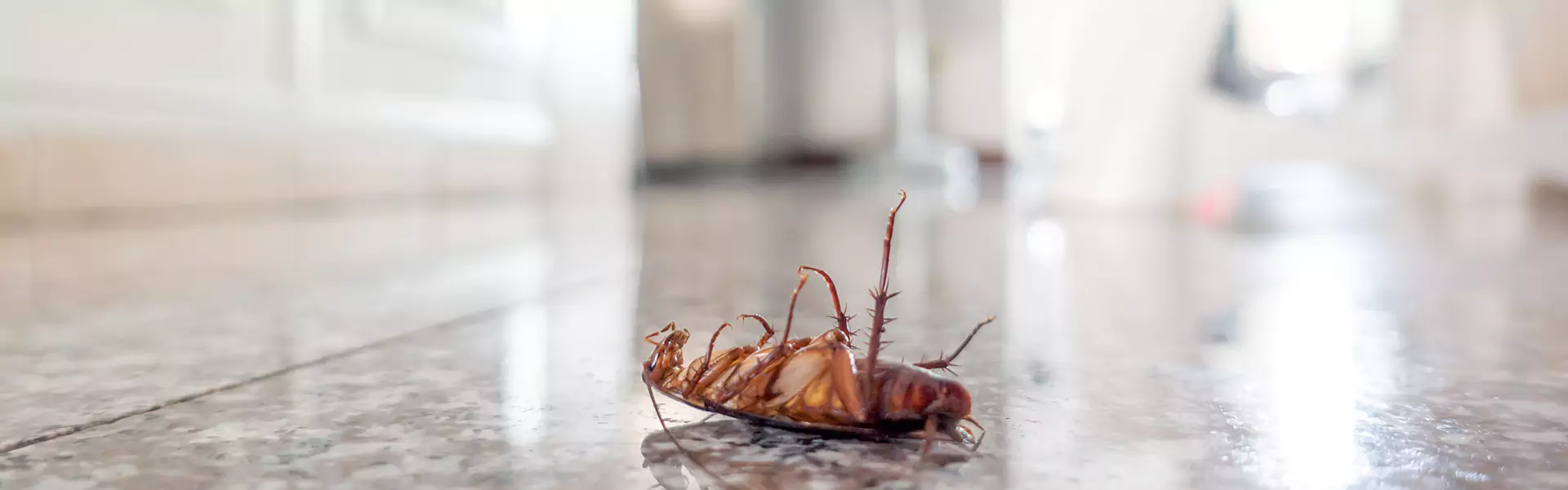 Roach Exterminator