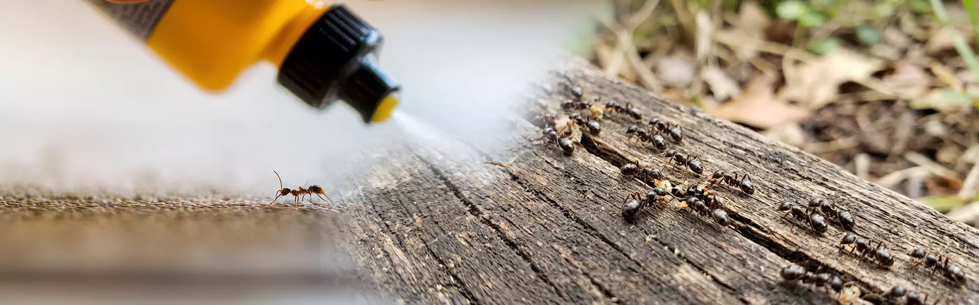 Small Black Ant Treatment
