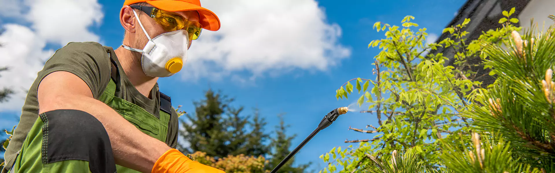 Wasp Exterminator