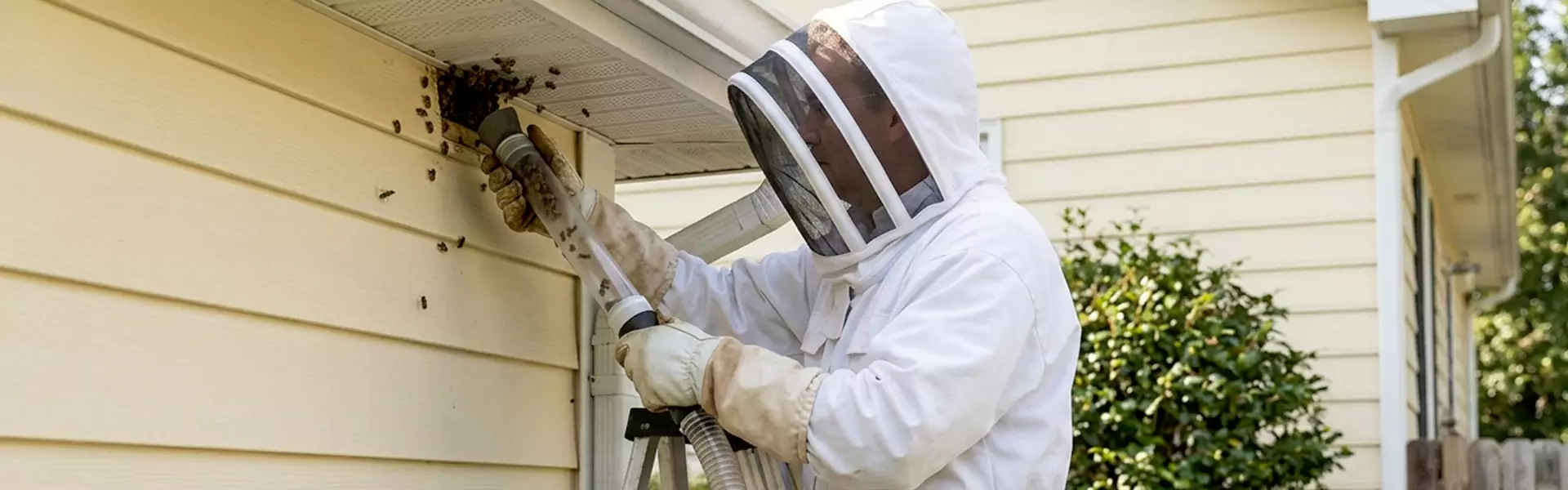 Wasp Removal