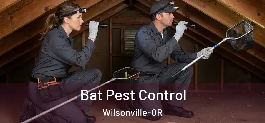 Bat Pest Control Wilsonville-OR