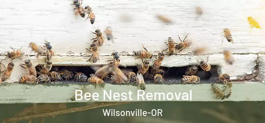 Bee Nest Removal Wilsonville-OR