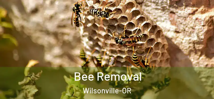 Bee Removal Wilsonville-OR