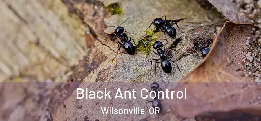  Black Ant Control Wilsonville-OR