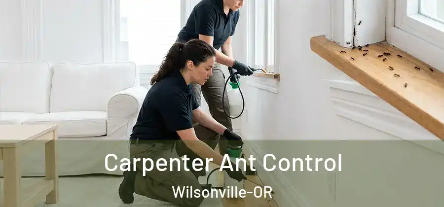 Carpenter Ant Control Wilsonville-OR