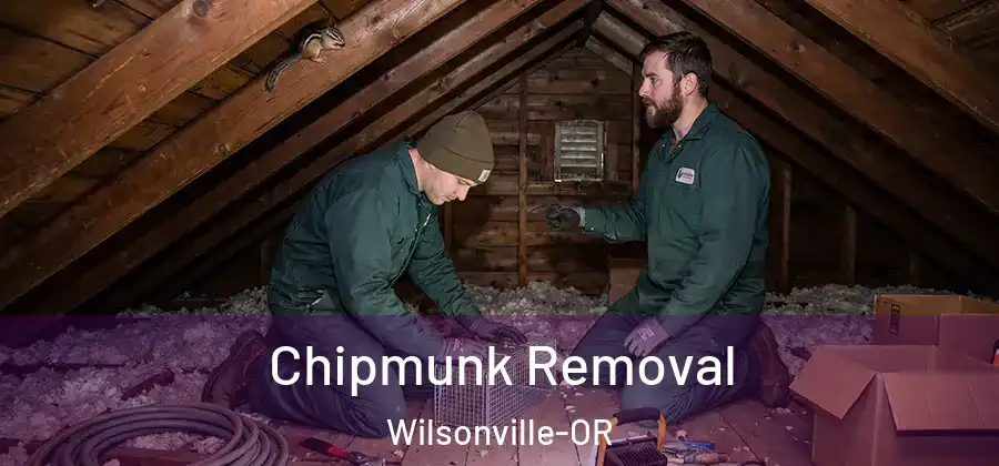 Chipmunk Removal Wilsonville-OR
