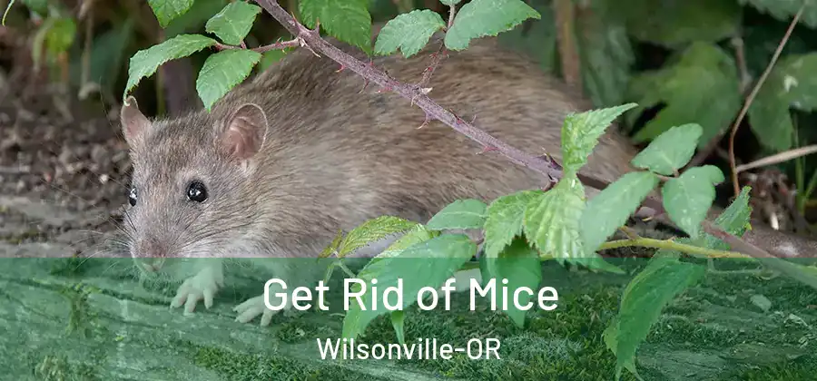 Get Rid of Mice Wilsonville-OR