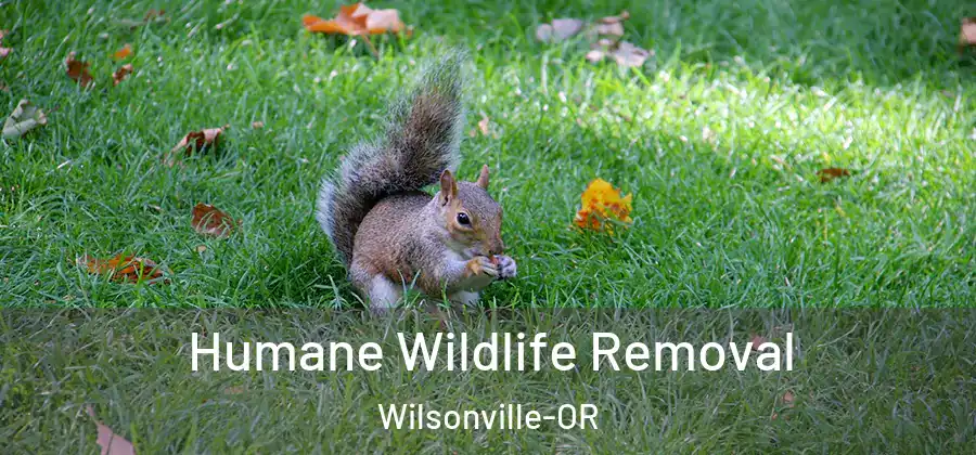 Humane Wildlife Removal Wilsonville-OR