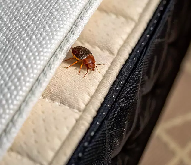 Bed Bug Exterminator