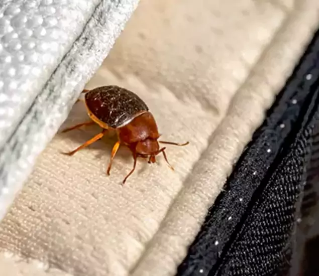 Trusted Bed Bug Prevention Specialists in Wilsonville, OR