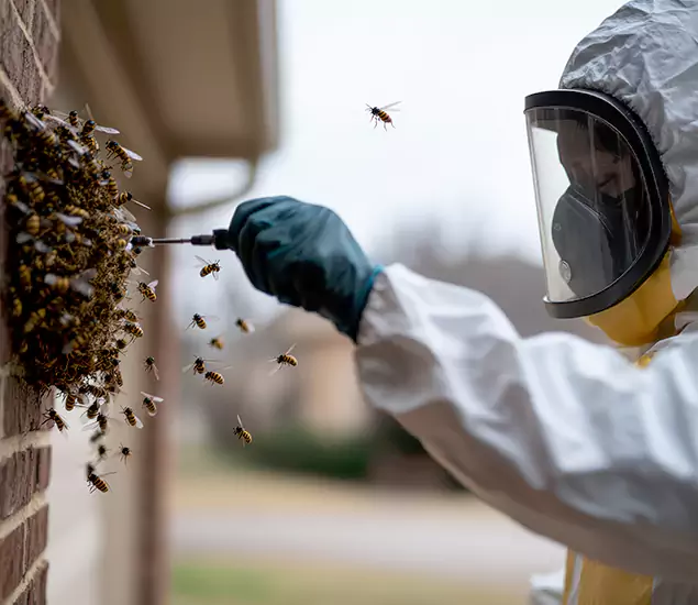 Your Bee Removal Company in Wilsonville, OR