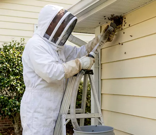 Your Affordable Bee Removal Company in Wilsonville, OR