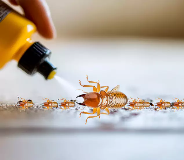 Reliable Bora Care Termite Experts in Wilsonville, OR
