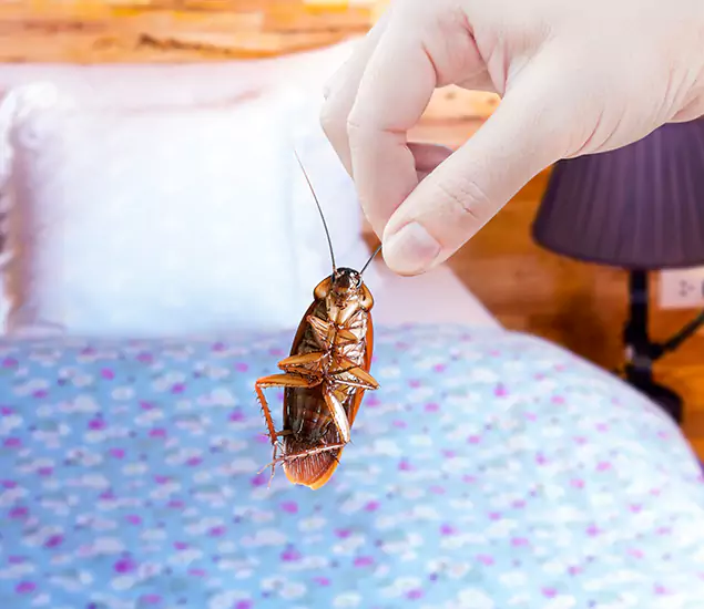 Expert Roach Control Services: Your Cockroach Pest Control in Wilsonville, OR