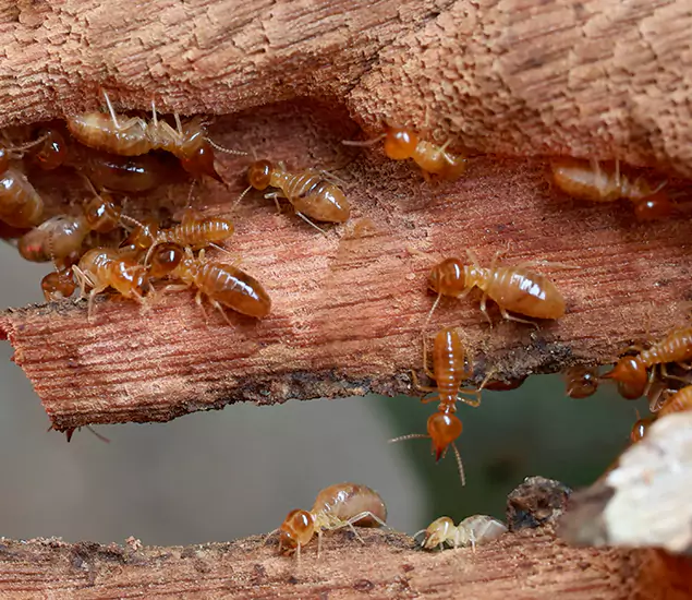 About Our Drywood Termite Treatment Experts in Wilsonville, OR