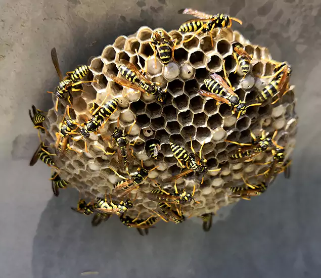 Honey Bee Removal