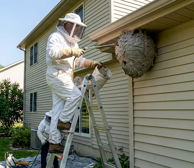 Expert Wasp Nest Removal: Your Local Wasp Nest Removal Company in Wilsonville, OR