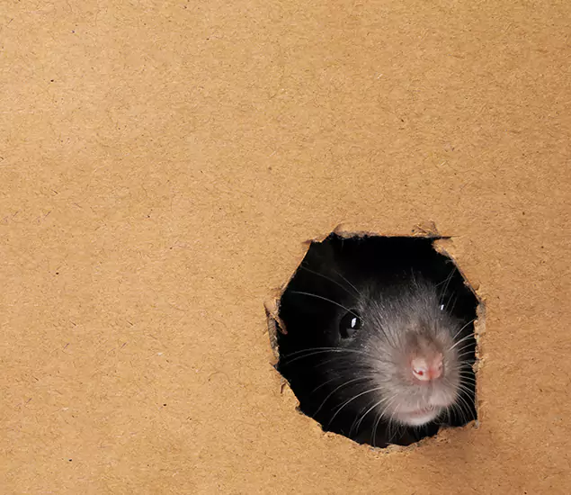 Rats in Attic Removal Experts in Wilsonville, OR