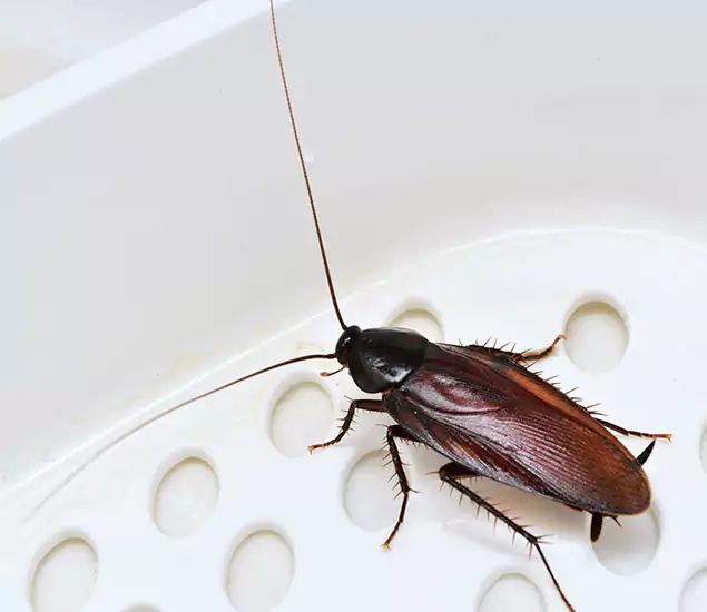 Roach Control