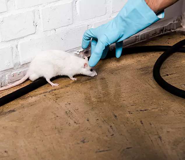 About Rodent Control Experts in Wilsonville, OR