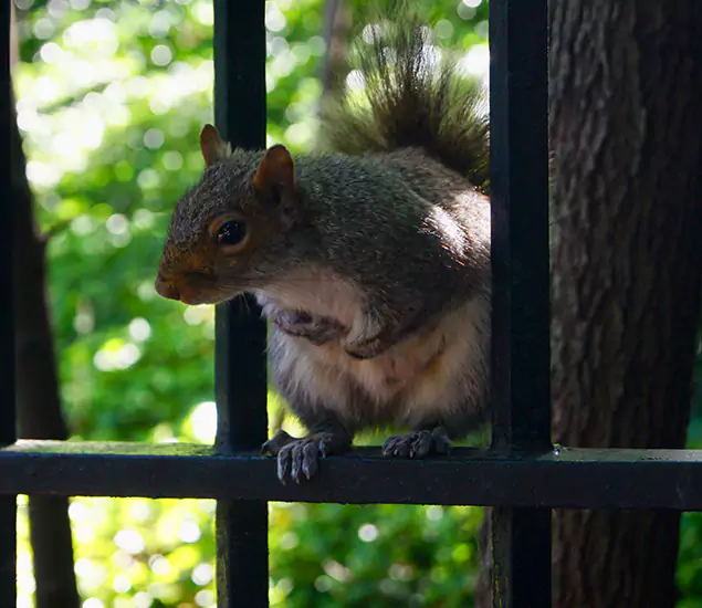 Squirrel Pest Control