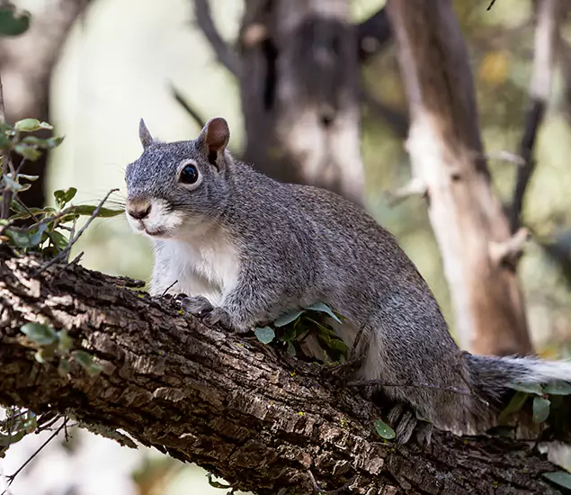 Your Trusted Squirrel Removal Company in Wilsonville, OR