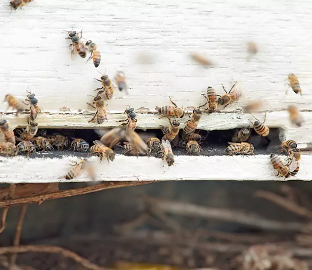 Termite Exterminator