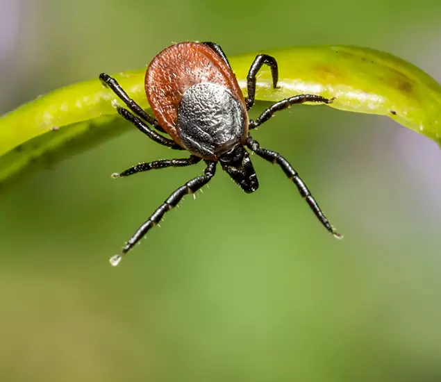 Your Trusted Tick Pest Control in Wilsonville, OR