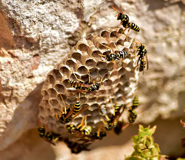 Your Best Wasp Removal Company in Wilsonville, OR