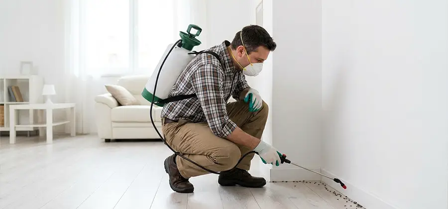 Seasonal Ant Infestation Control in Wilsonville