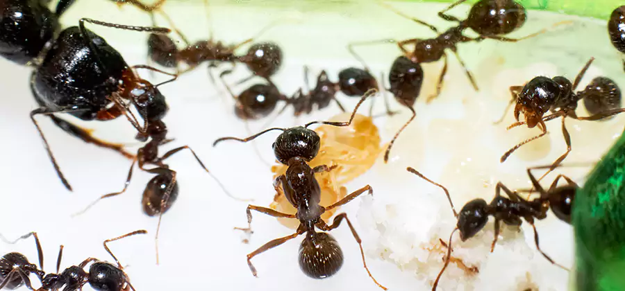 Argentine Ant Barrier Treatment in Wilsonville