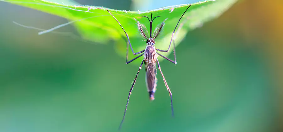 Natural Mosquito Spray for Yard in Wilsonville