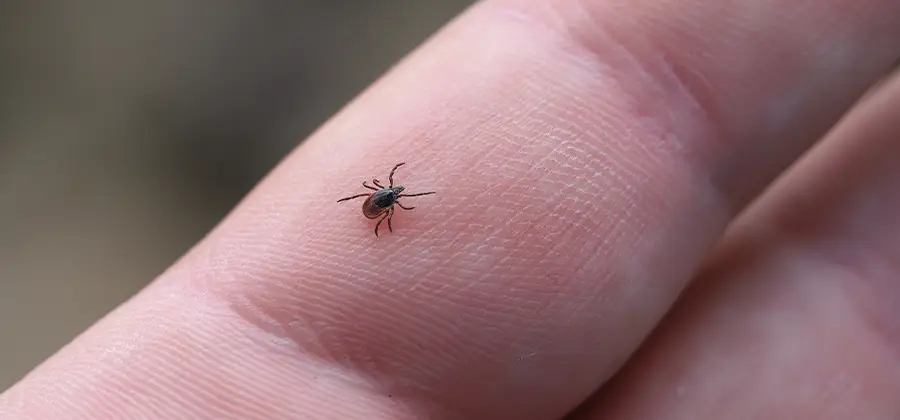 Infection Prevention for Bed Bug Bites in Wilsonville