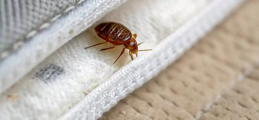 Tenting Bed Bug Fumigation in Wilsonville