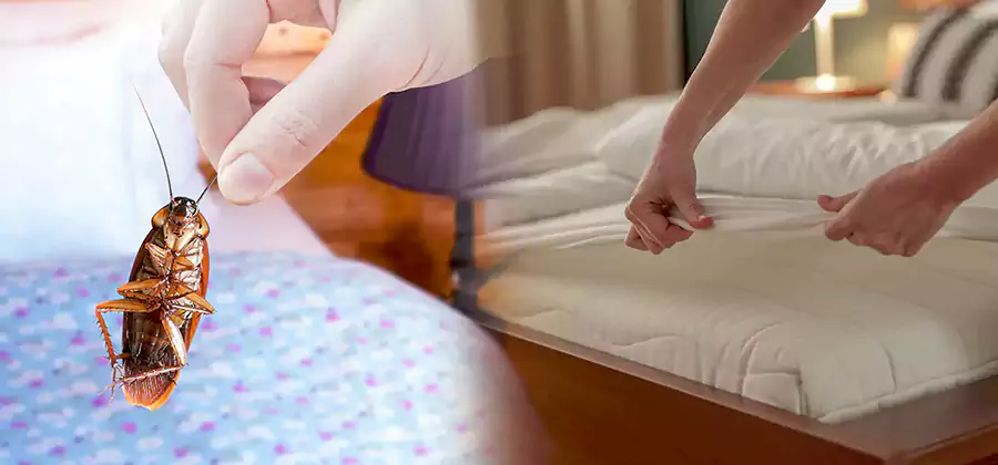 Bed Bug Home Extermination Service in Wilsonville