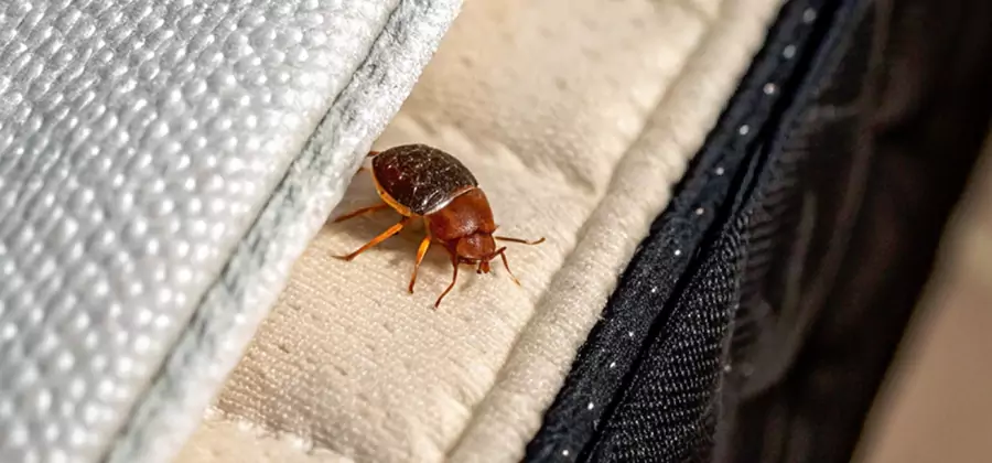 Commercial Bed Bug Control in Wilsonville