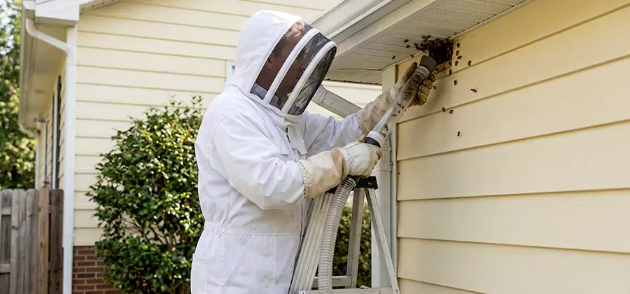 Ground Bee Removal in Wilsonville