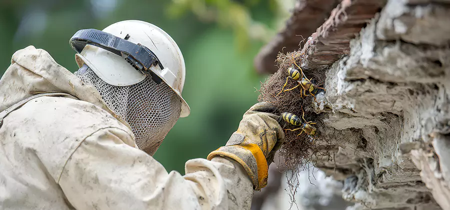 Bee and Wasp Hornet Removal in Wilsonville