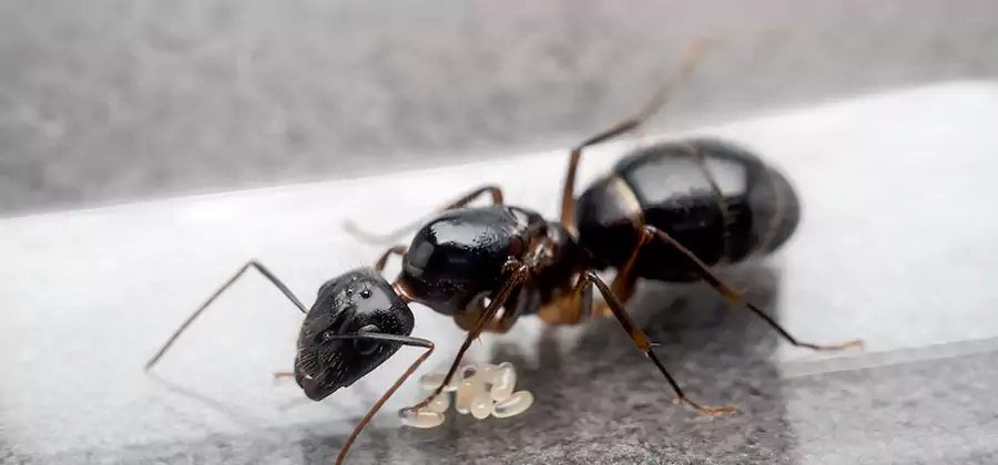Black Ants in Kitchen Elimination in Wilsonville