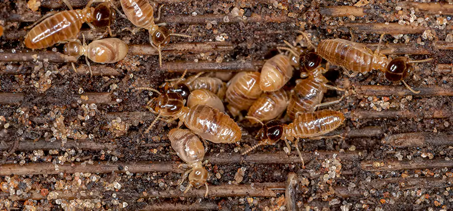 Bora Care Residential Termite Control in Wilsonville
