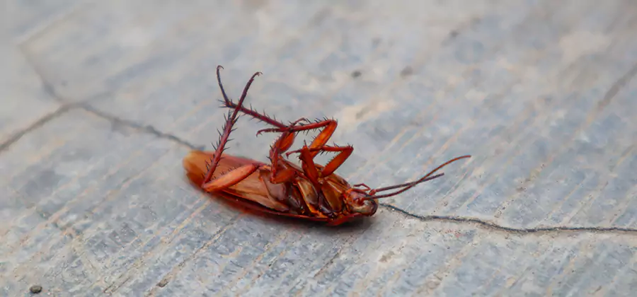 Cockroach Eradication for Commercial Properties in Wilsonville