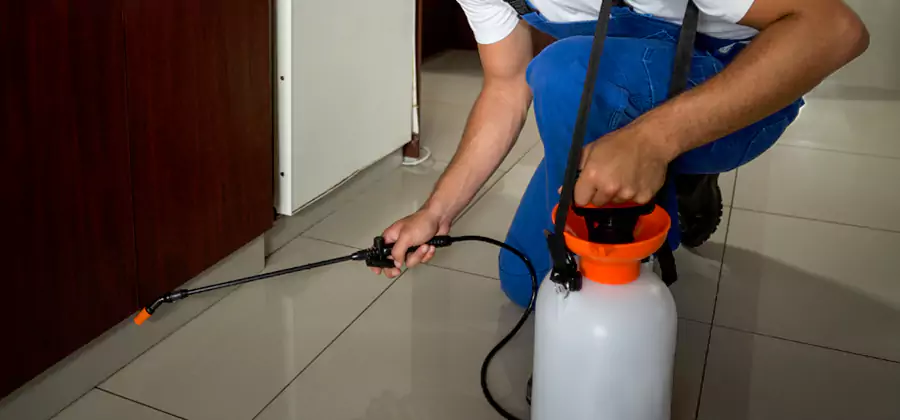 Palmetto Bug Exterminator in Wilsonville