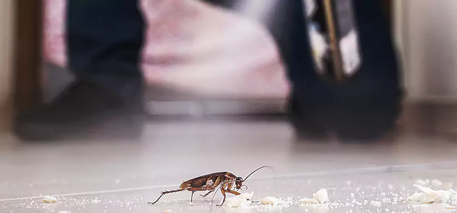 Roach House Treatment Wilsonville